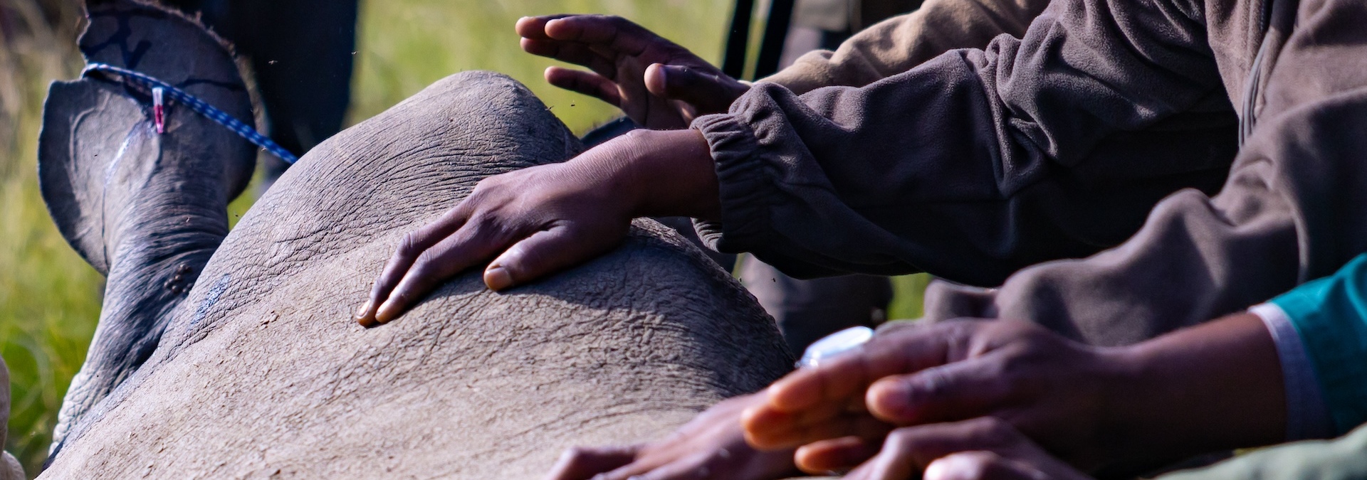 Kariega Foundation Rhino Hands Banner