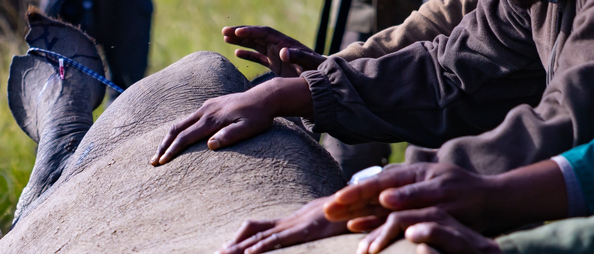 Kariega Foundation Rhino Hands Banner