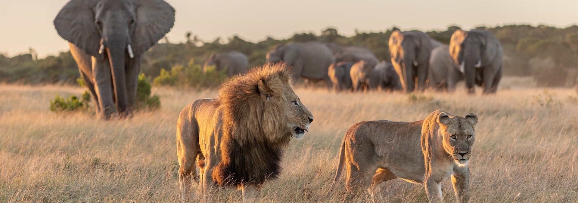 Kariega Foundation Elephant Lion Banner