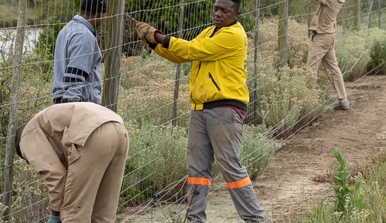 Habitat expansion fence dropping