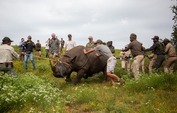  Black rhino translocation