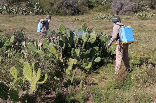 Alien Plant Control