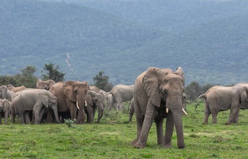 Copy of elephant-herd-kariega-BrendonJennings_1729061585152