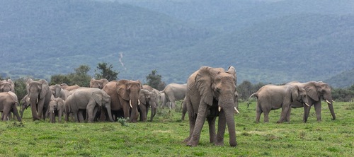 Copy of elephant-herd-kariega-BrendonJennings_1729061585152