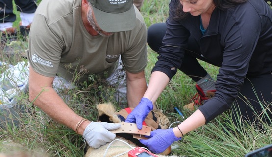 Lion collaring