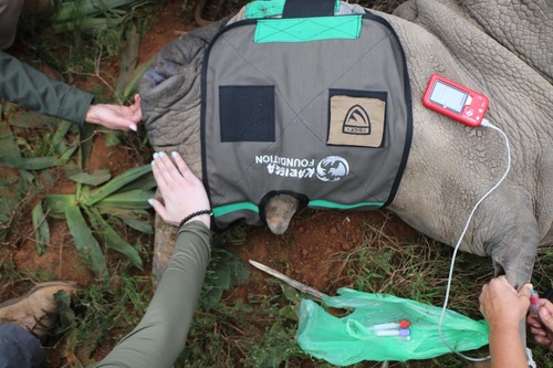 White rhino ear notching