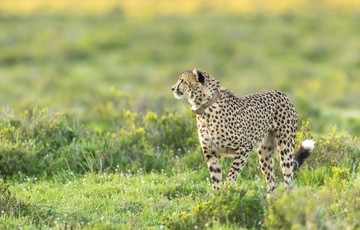 Male Cheetah with collar_1729061585179