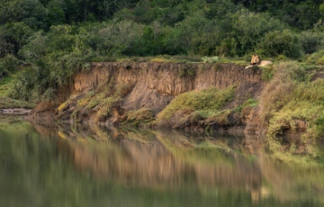 Lion On Bushmans River