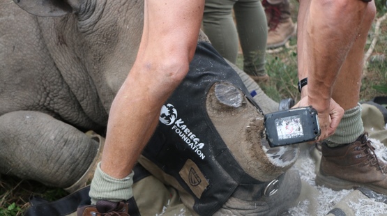 White Rhino Dehorning