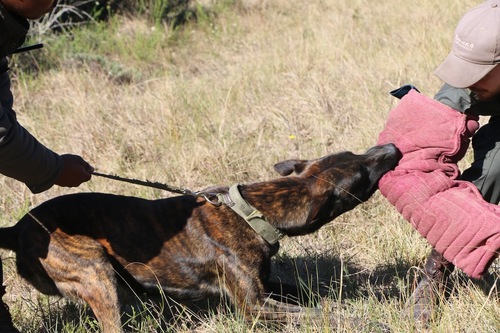 K9 Bite work training_1729410173715