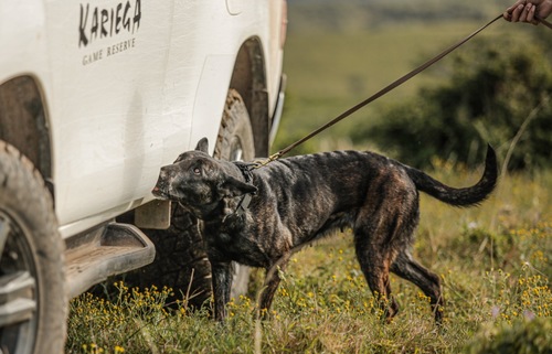 K9 Training_1729410173716