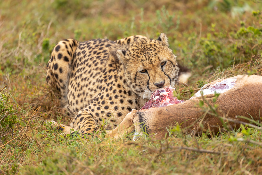 Kariega Cheetah Kill Brendon Jennings