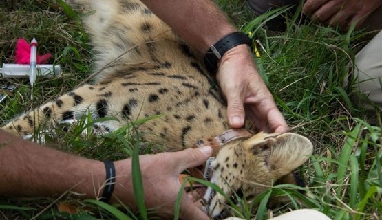 Cheetah collaring_1730184120332