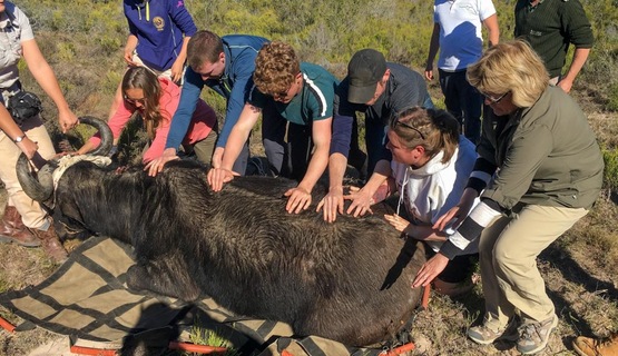 Kariega Volunteer Buffalo Darting_1730184120338