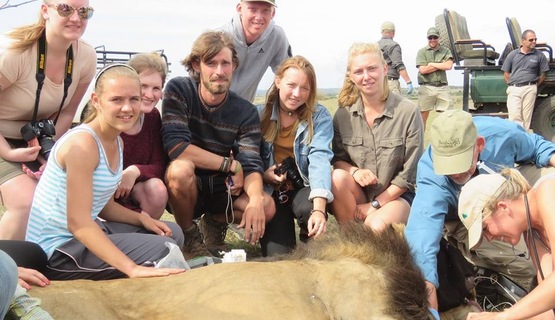 volunteers assist as lion procedure_1730184120343