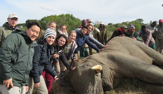 Volunteers assist at elephant procedure_1730184120344