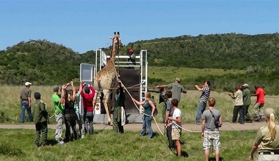 Volunteers during giraffe capture_1730185718278