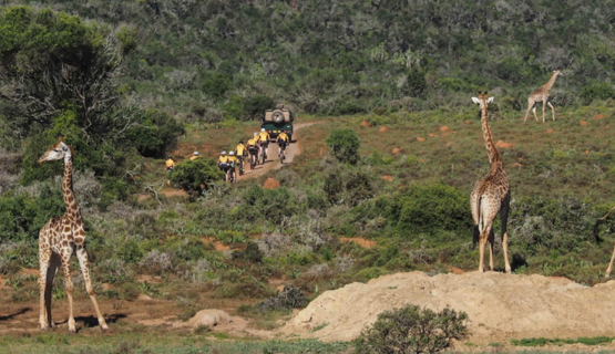 Giraffe Watching Ftra Riders On Kariega Game Reserve