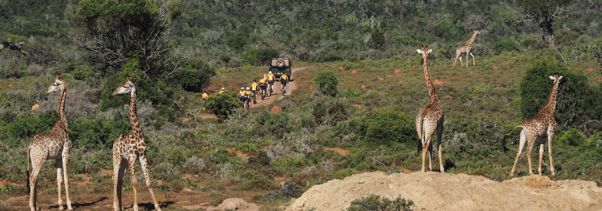Giraffe Watching Ftra Riders On Kariega Game Reserve