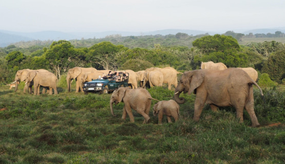 Phil Enjoying The Ride On Kariega Game Reserve