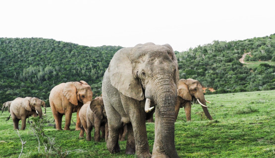 Phil Enjoying The Ride On Kariega Game Reserve Phil Enjoying The Ride On Kariega Game Reserve
